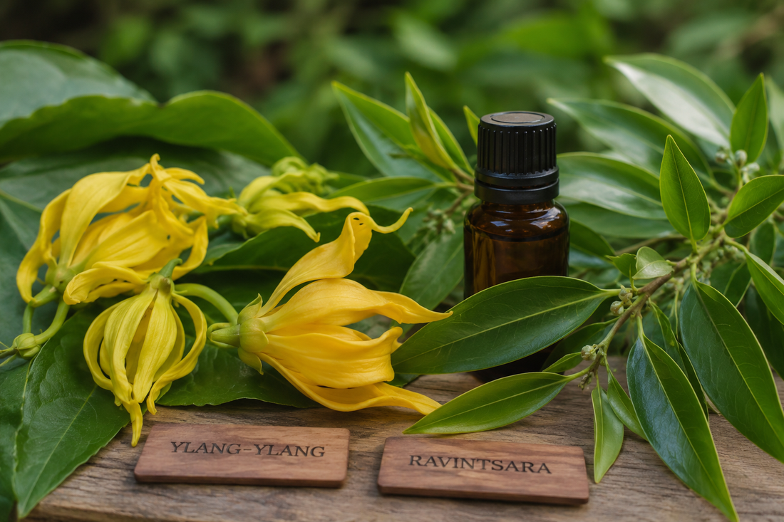 Pourquoi avoir choisi les senteurs Ylang-Ylang et Ravintsara pour les premiers soins Ikala Ngita ?