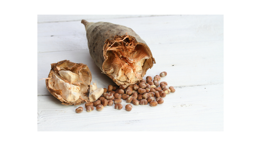 Les bienfaits de l’huile de Baobab pour les cheveux texturés