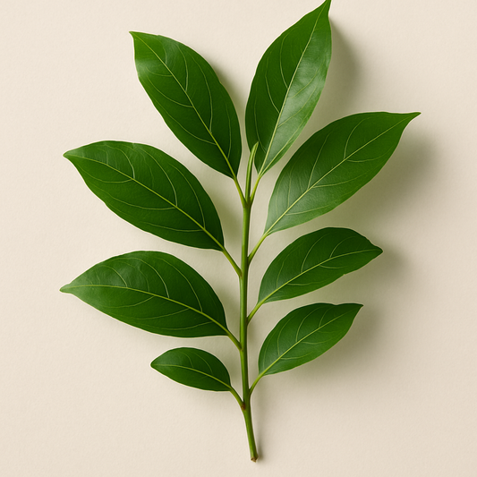 Feuille de Ravintsara verte, plante malgache utilisée en soins capillaires pour purifier et stimuler le cuir chevelu.